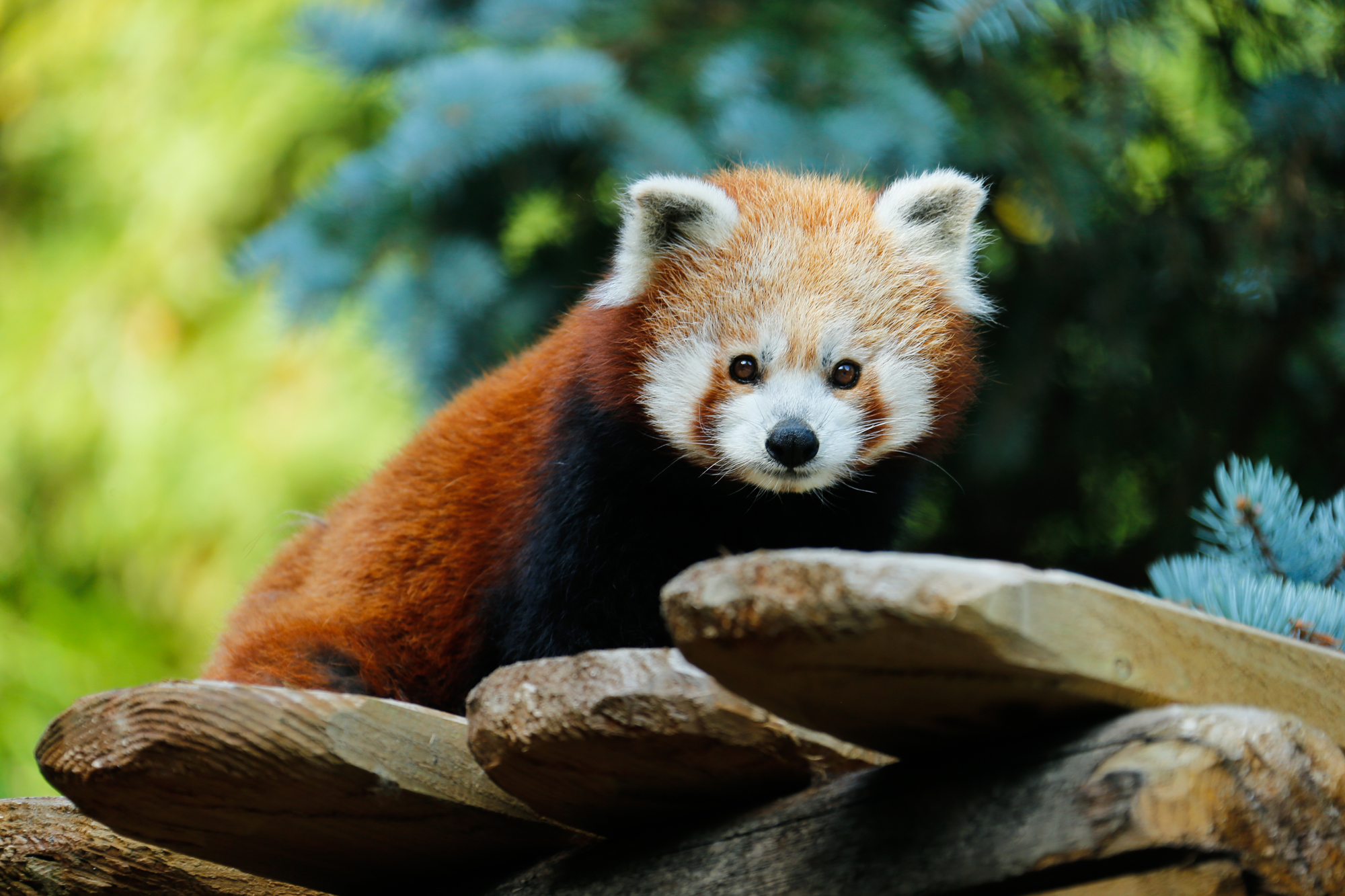 Panda roux  Zoo Amnéville