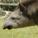 tapir terrestre profil