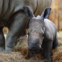naissance rhinoceros 21