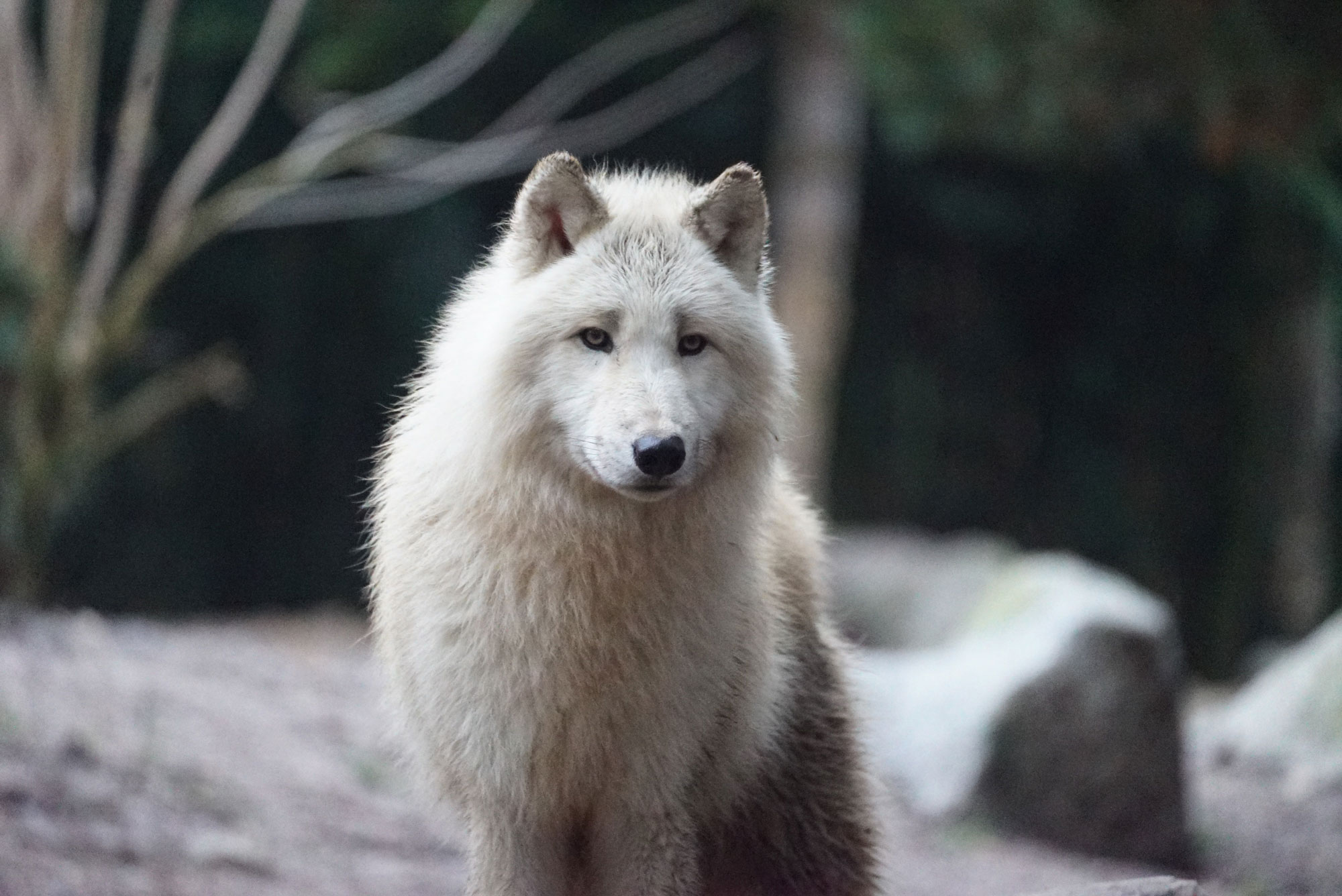 Loup Arctique, Polaire, Blanc