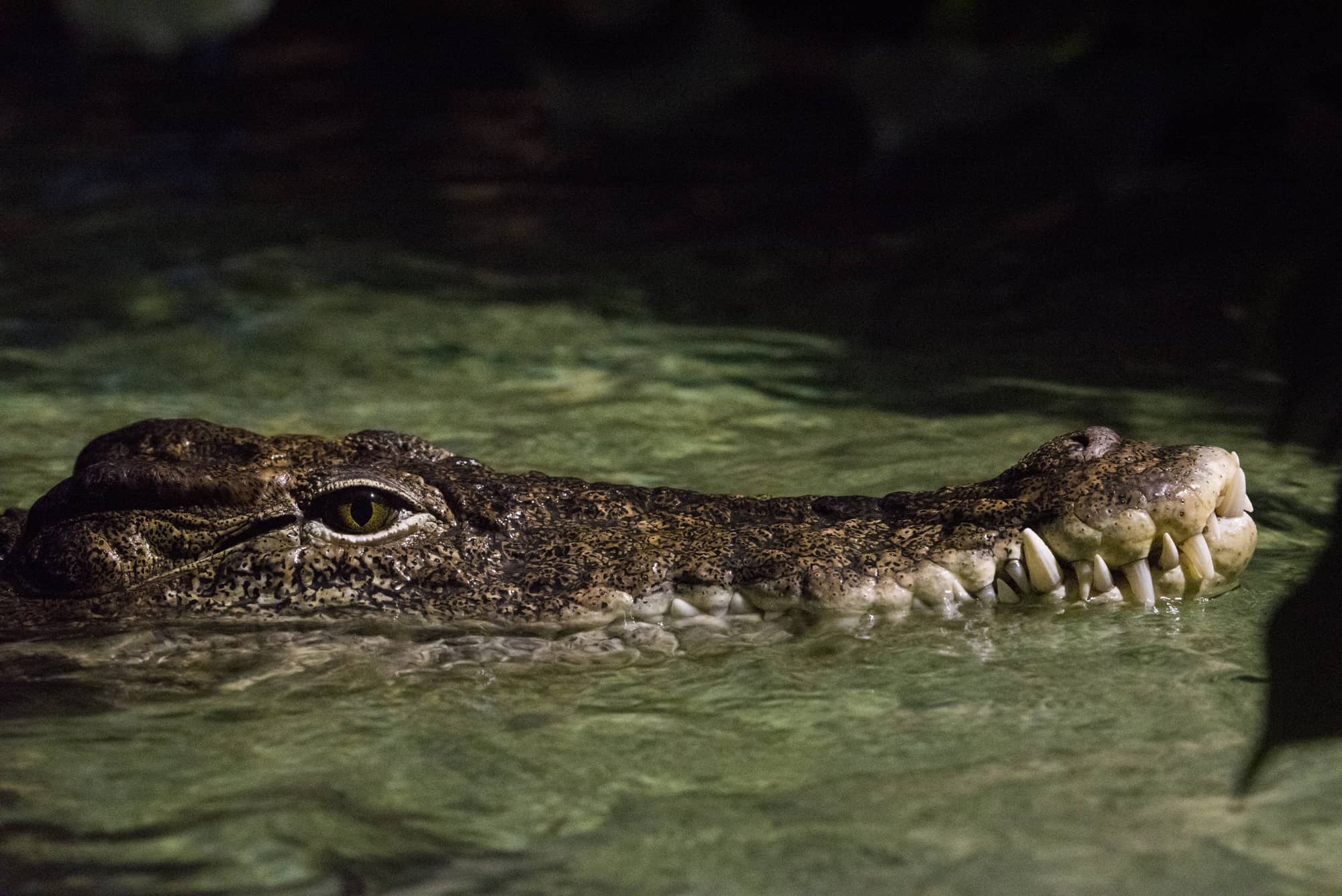 Crocodile 5