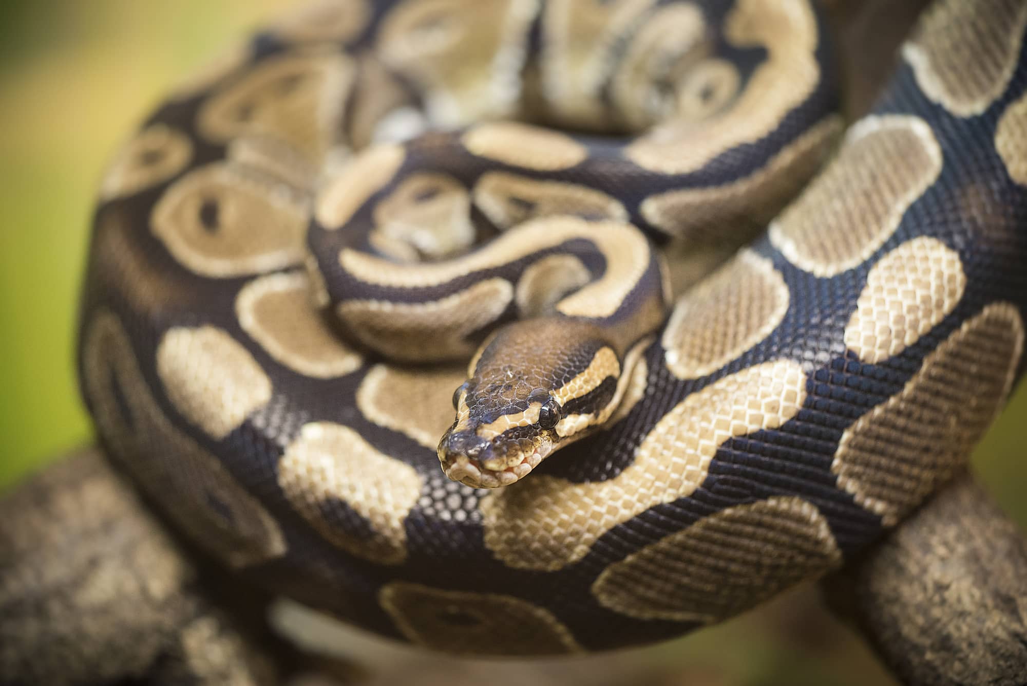 python royal 2