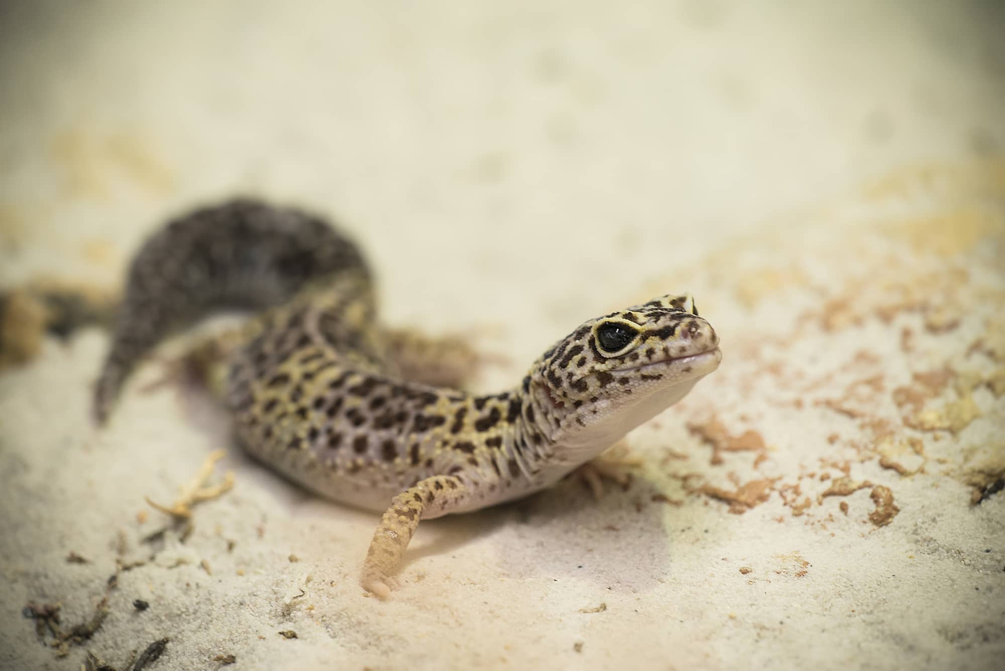Gecko-léopard