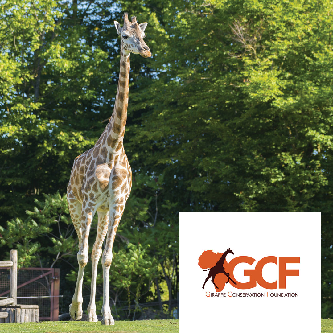 Giraffe-Conservation-Foundation