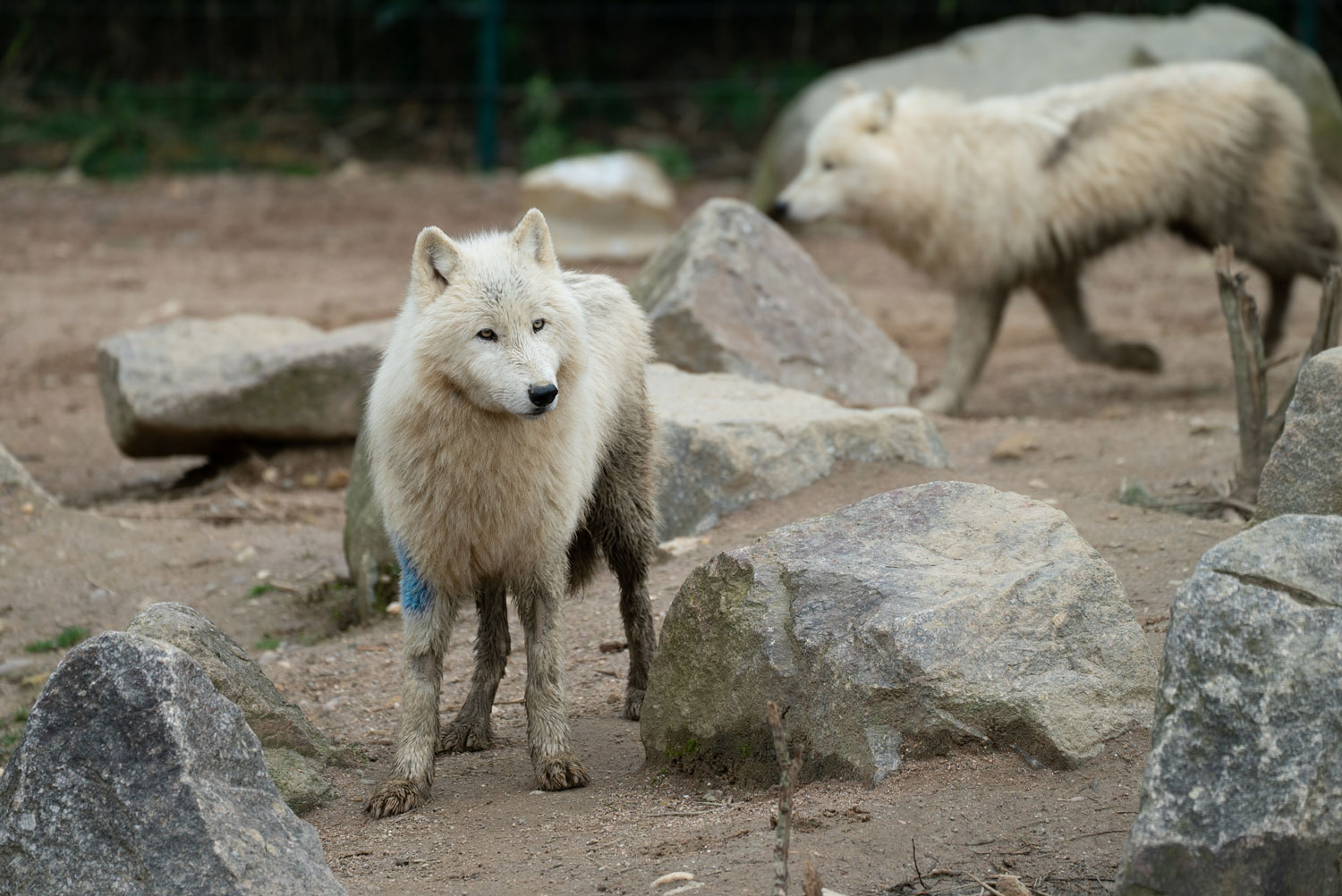 Loup arctique (14)