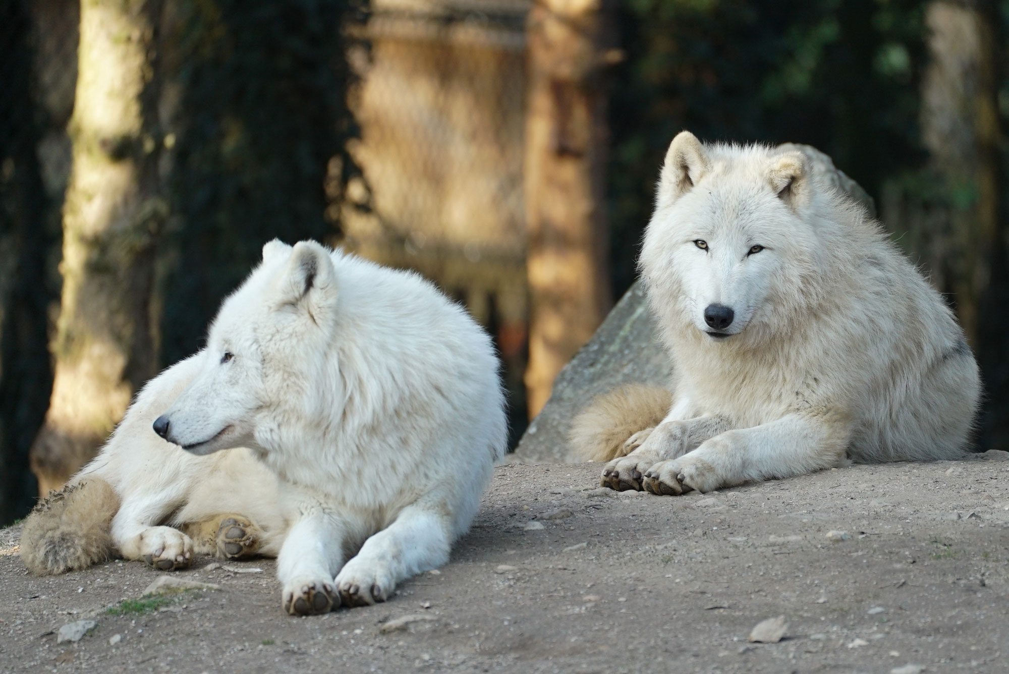Loup arctique (15)