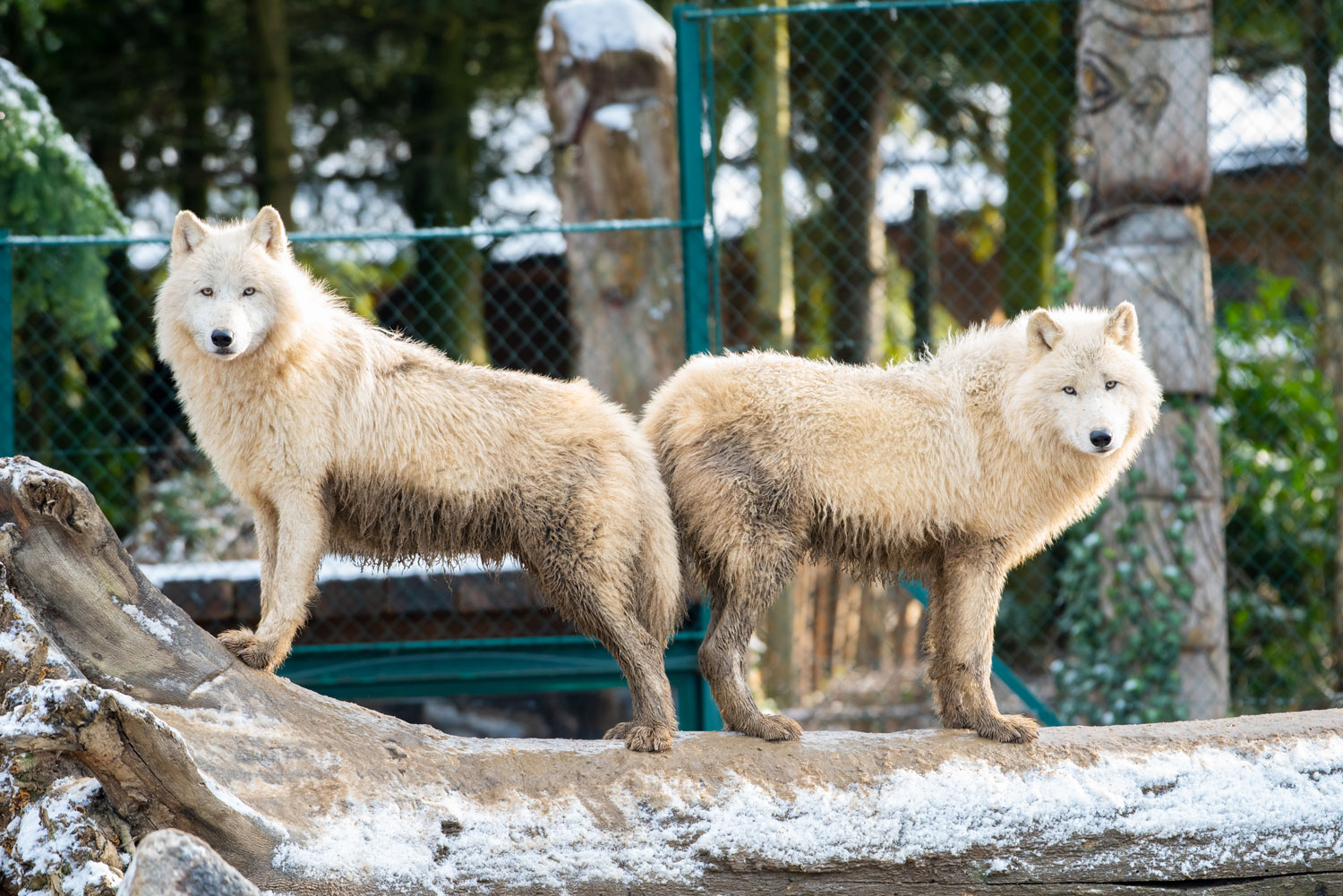 Loup arctique (3)