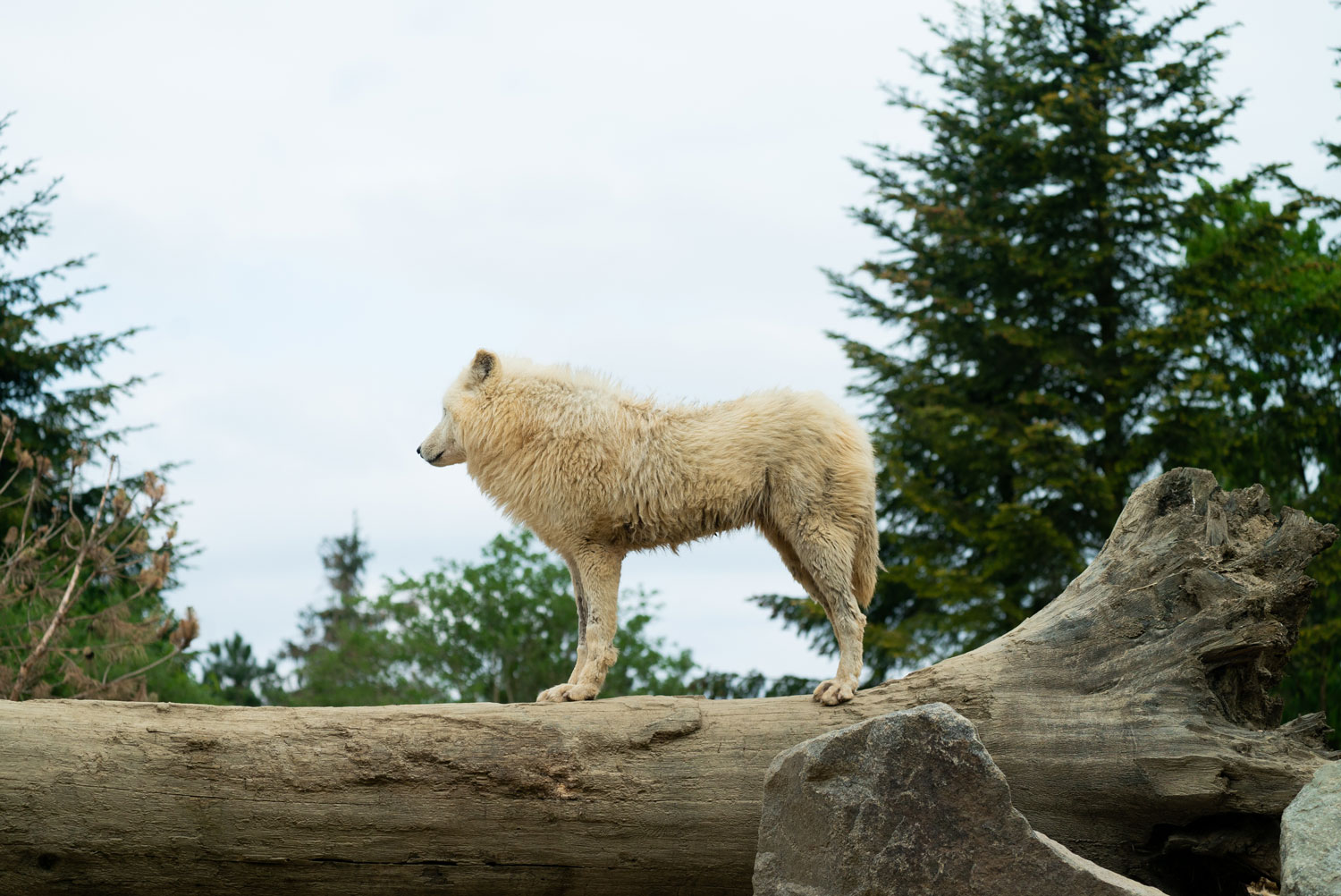 Loup arctique (5)