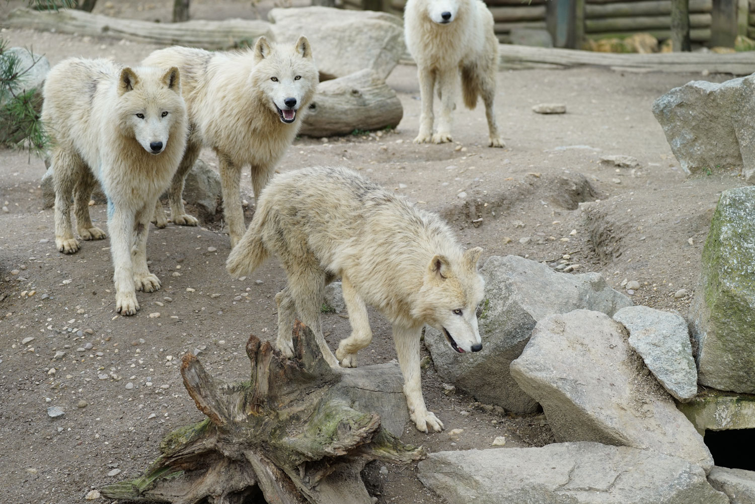 Loup arctique (6)