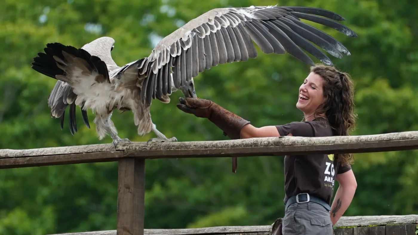 Soigneuse avec un vautour pendant le spectacle Les Ailes du Monde