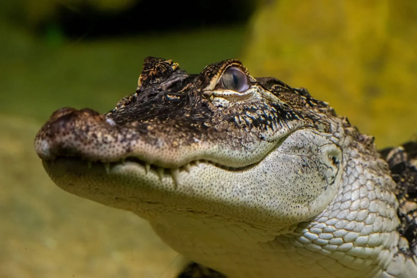 Alligator_3