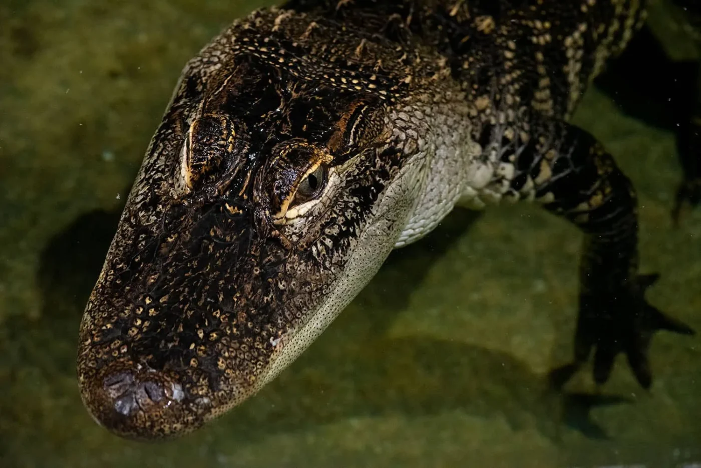 Alligator_5