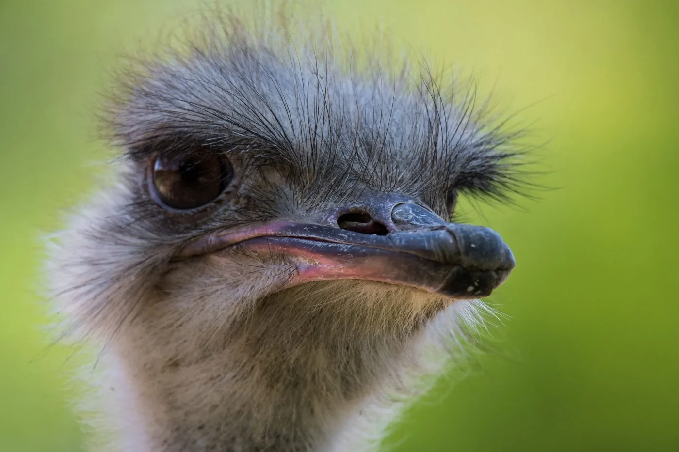 Autruche2