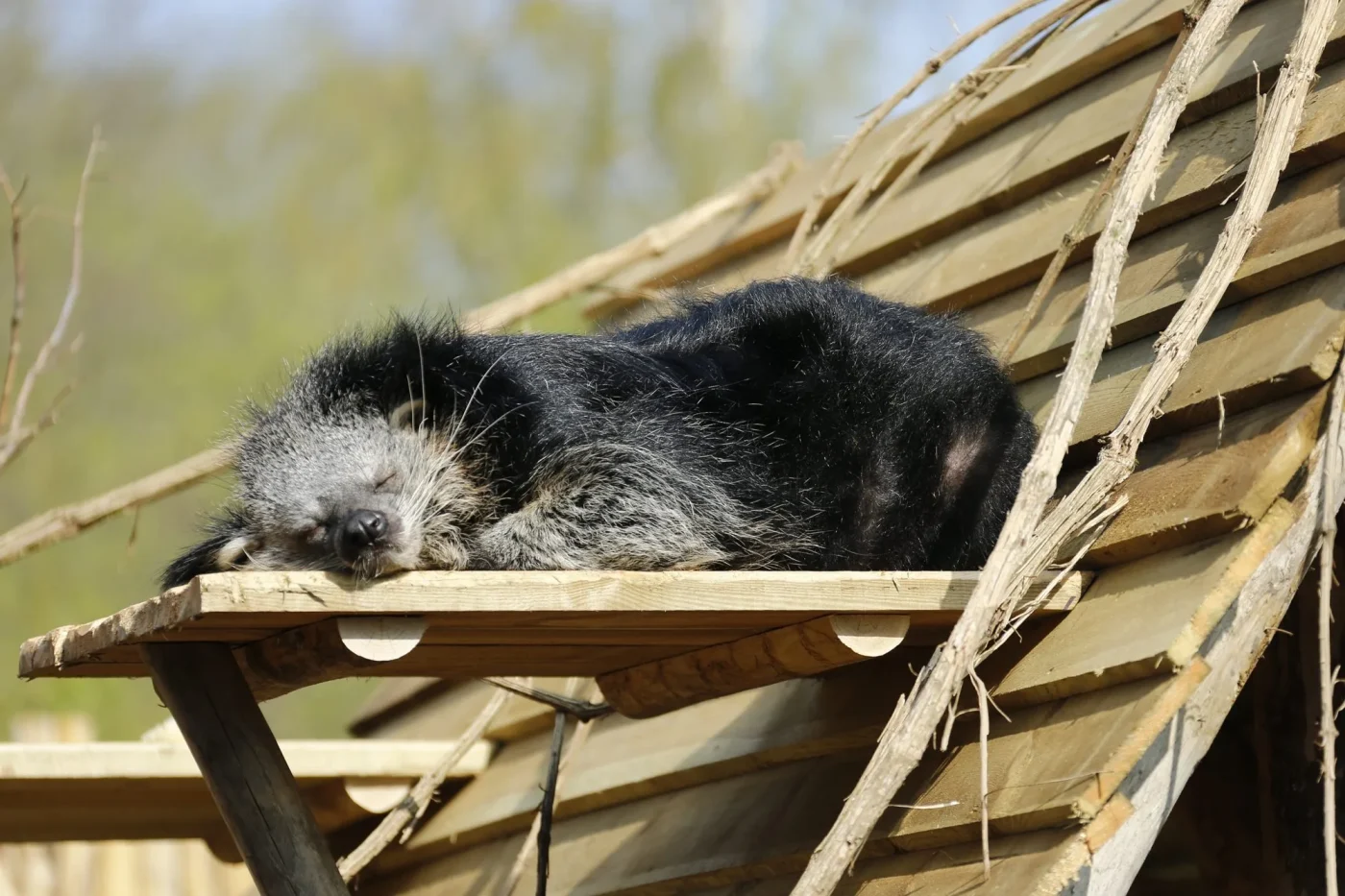 Binturong1