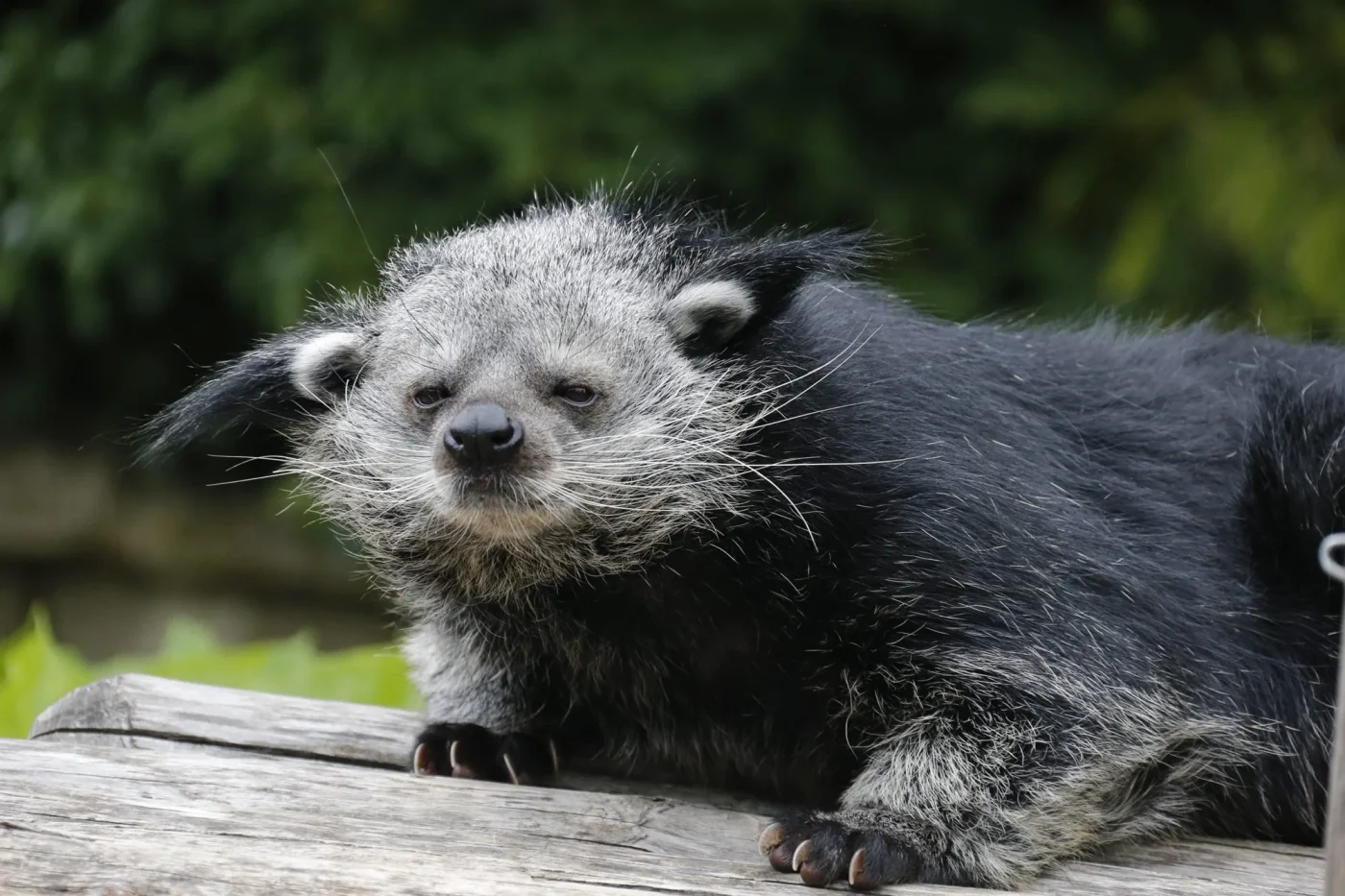 Binturong2