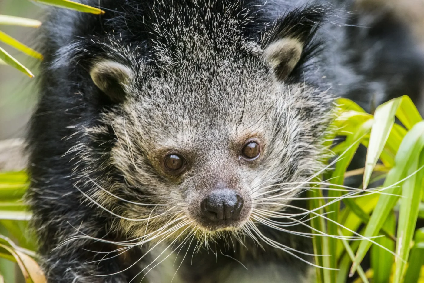 Binturong3