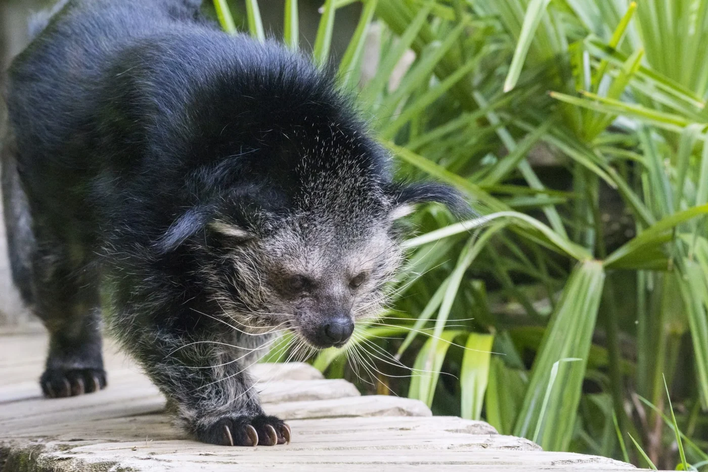 Binturong5