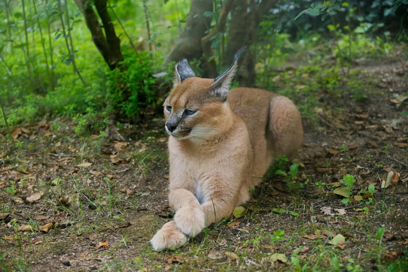 Caracal2