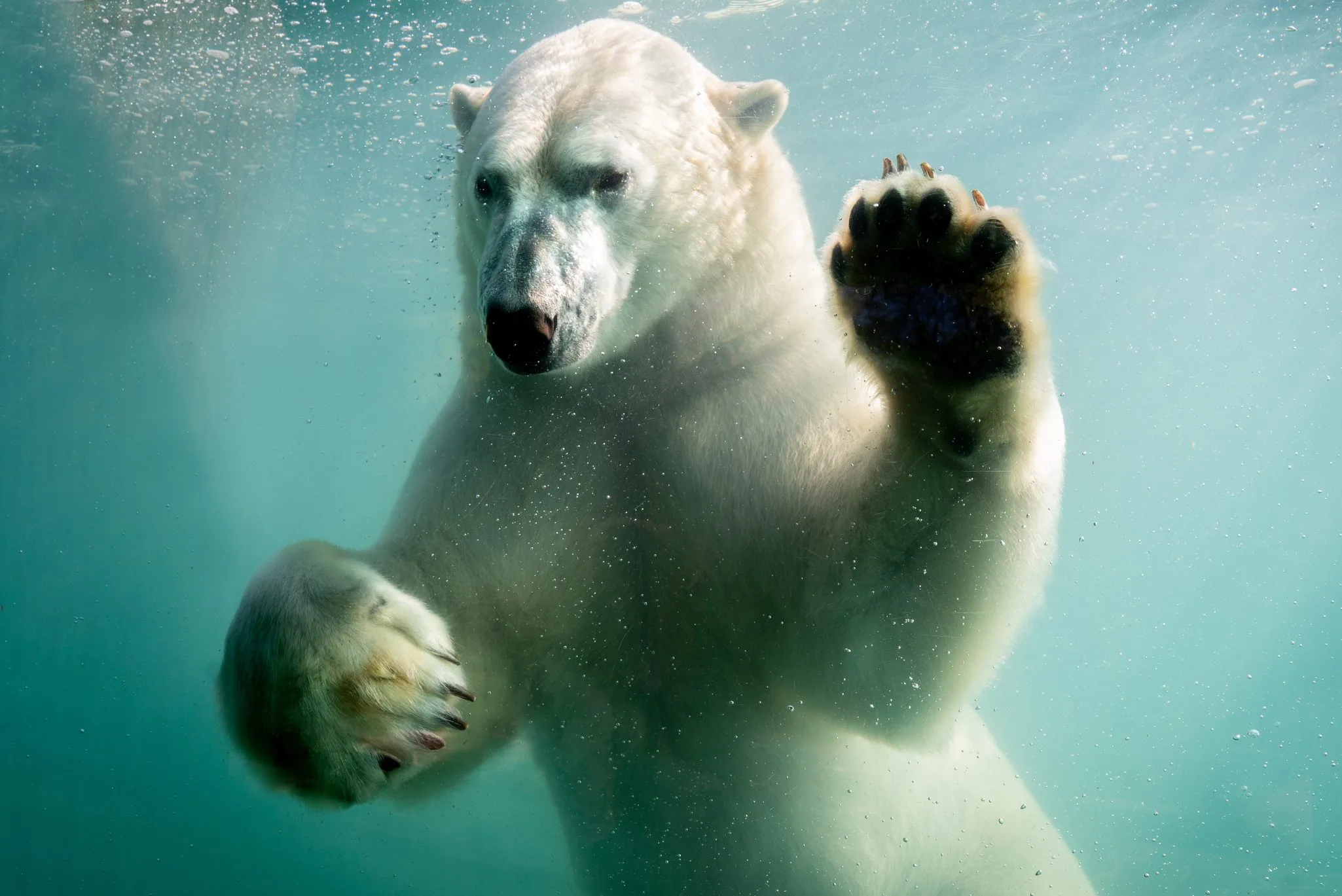 nourrissage-ours-polaires