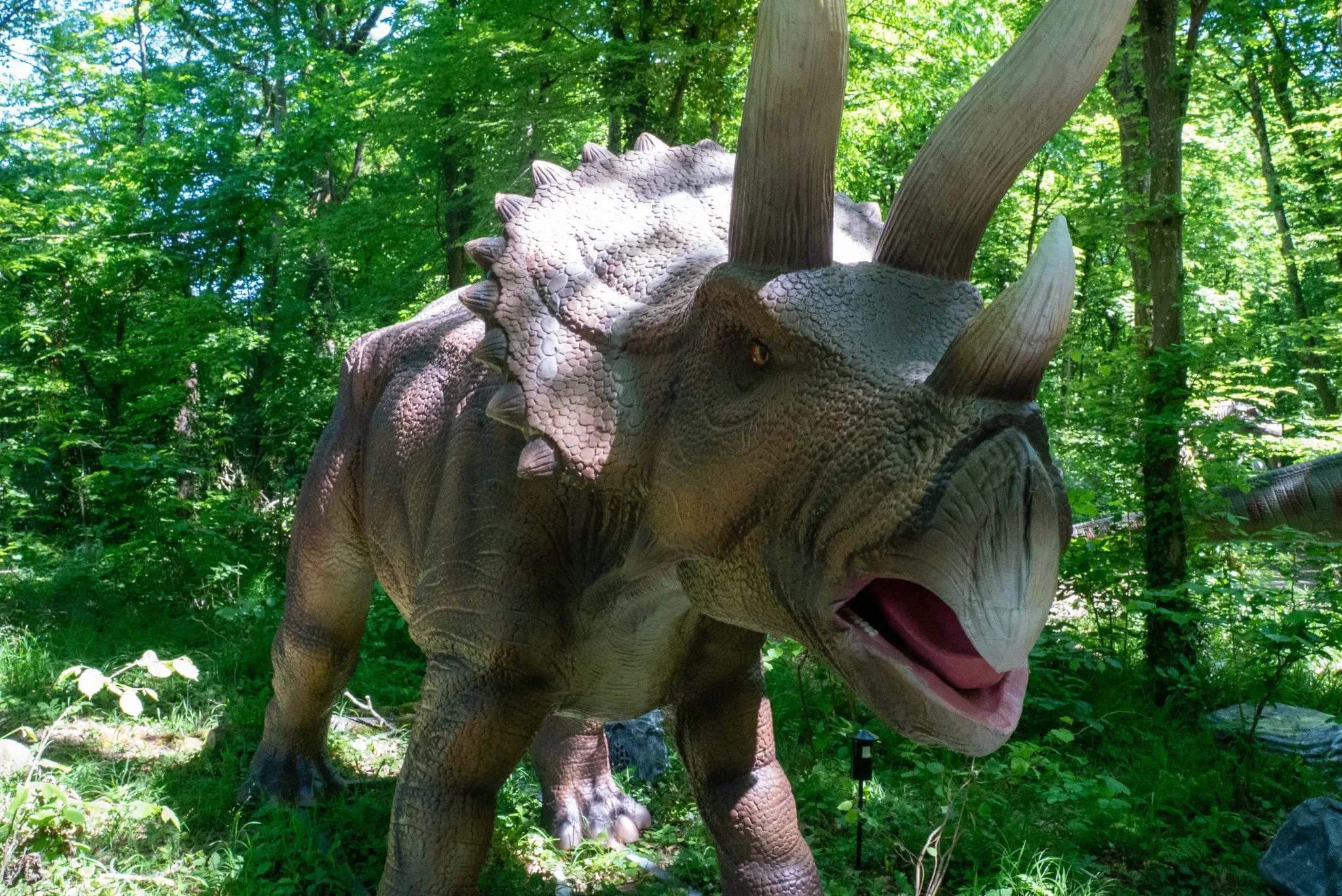 Tricératops 