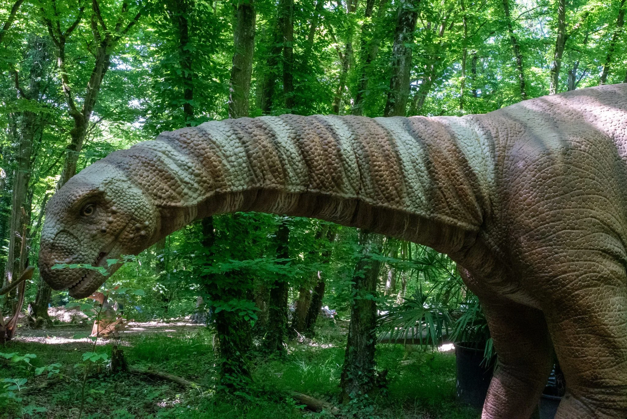 Shunosaurus