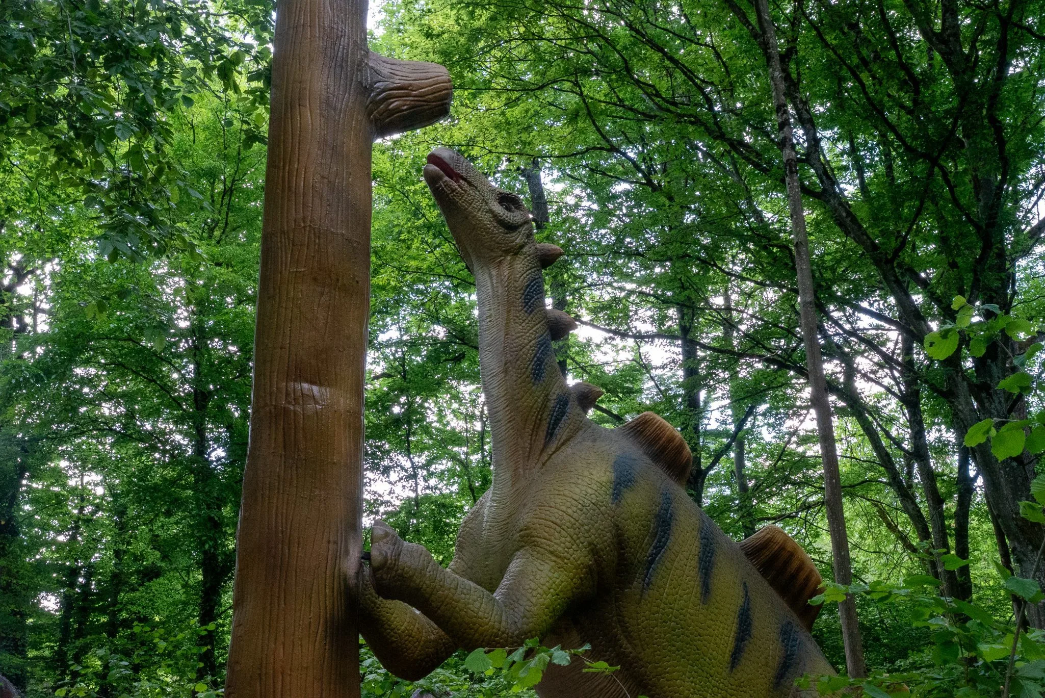 Wuerhosaurus 