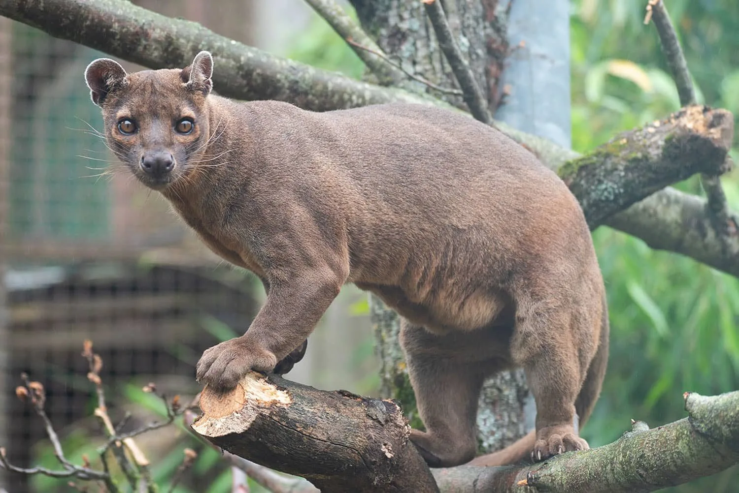 Fossa - Zoo d'Amnéville