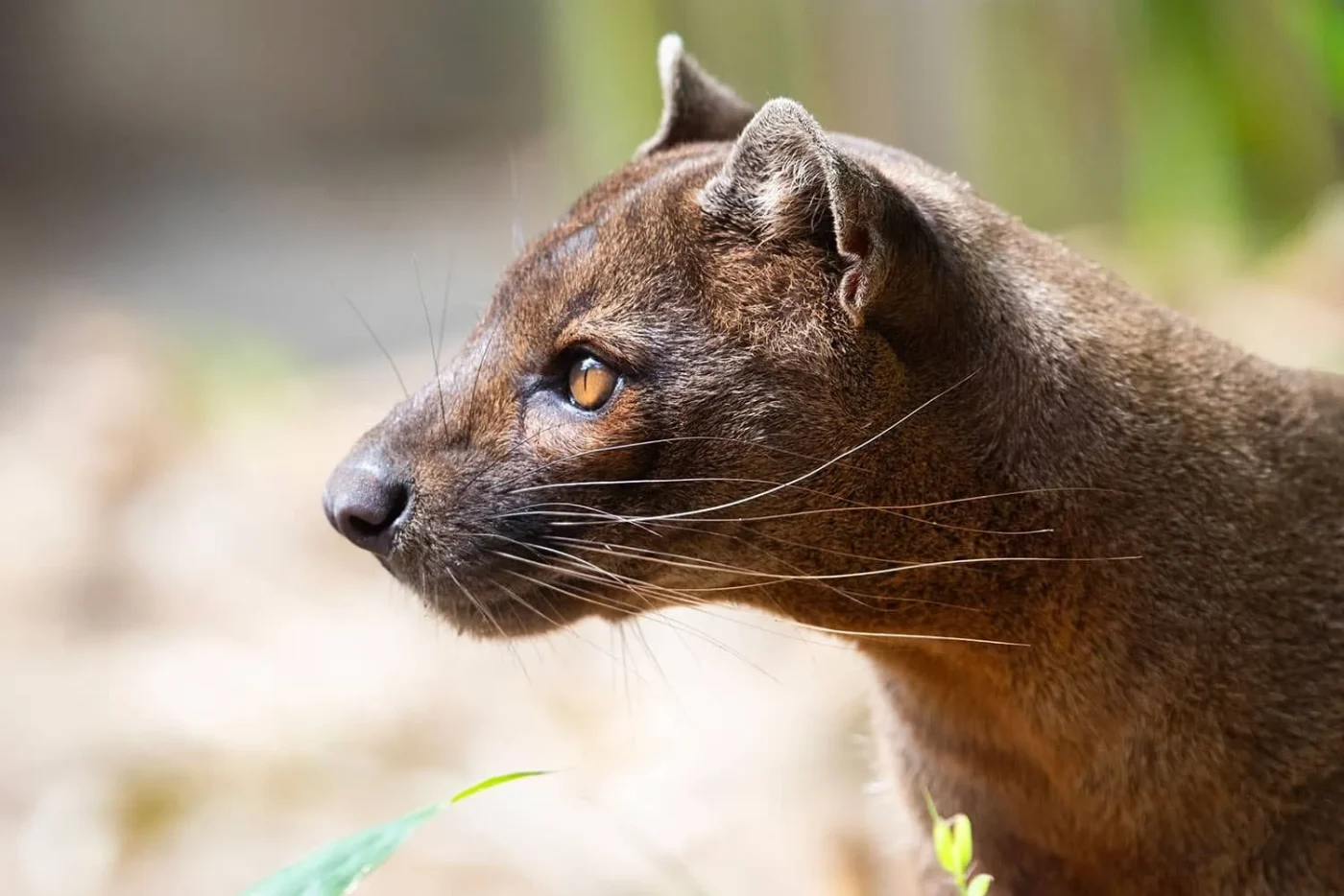 Fossa_3
