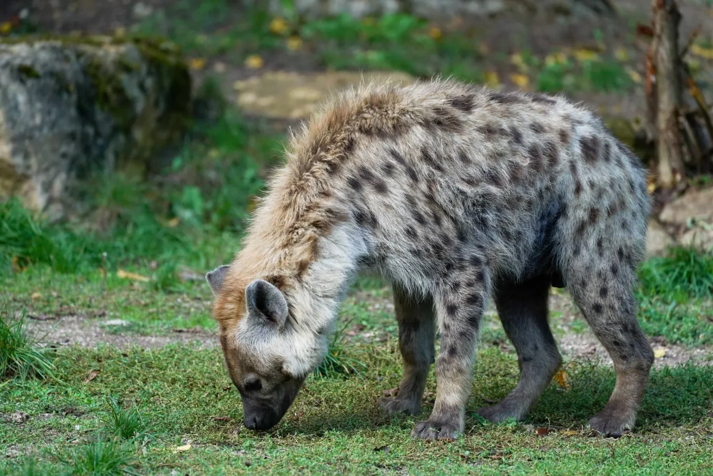 Hyene2
