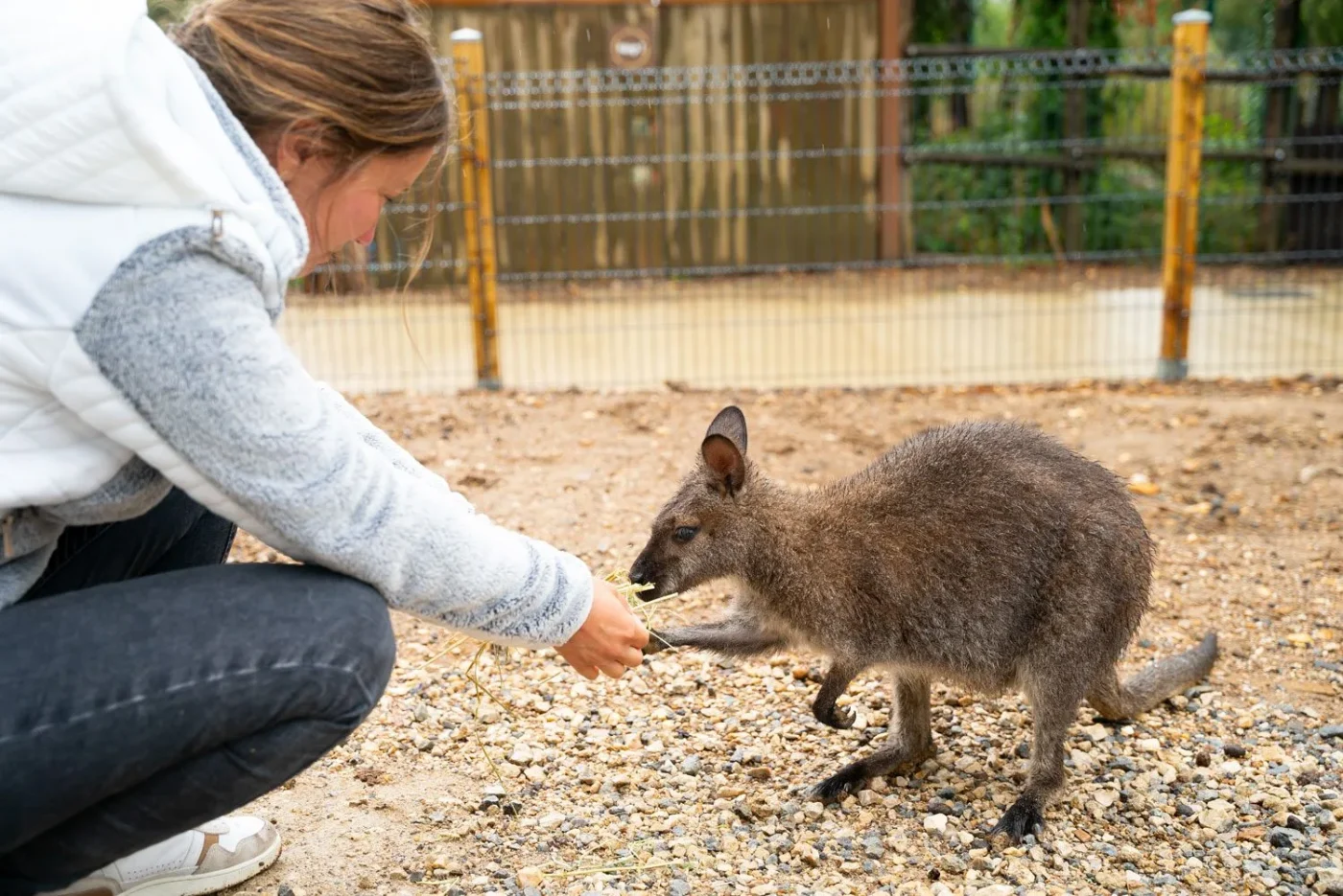 Immersion-wallabies-1