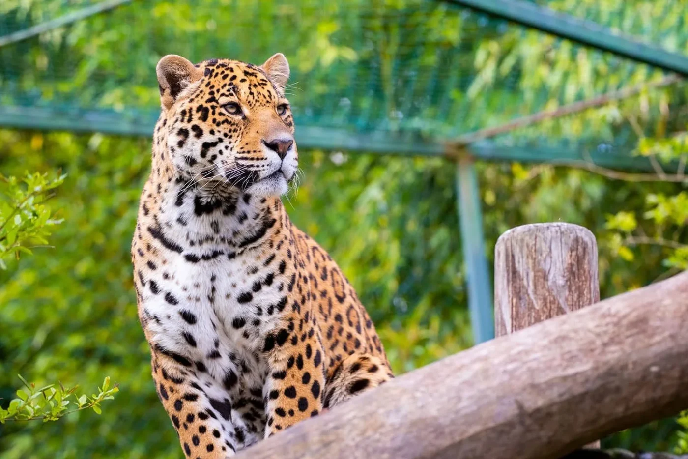 Jaguar