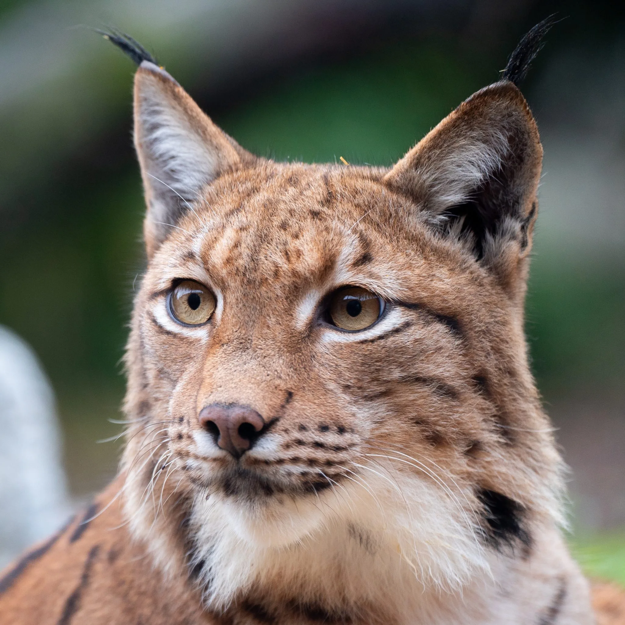 Lynx-scaled