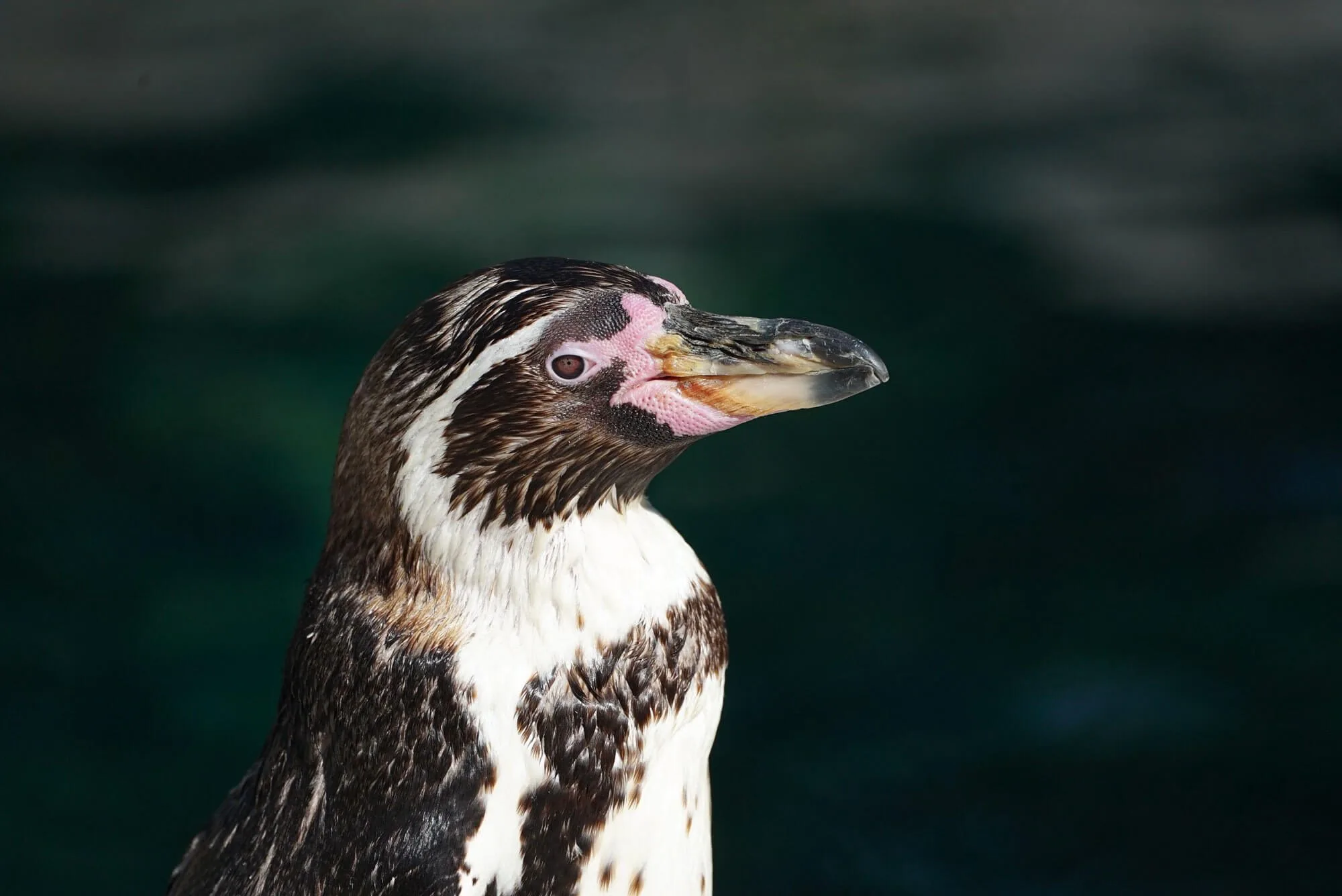 Humboldt-Pinguin  Zoo d'Amnville