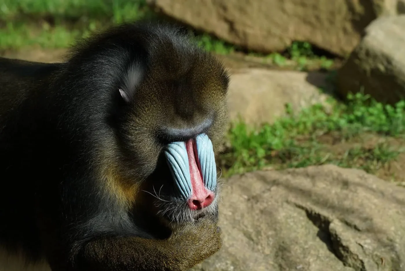 Mandrill-1