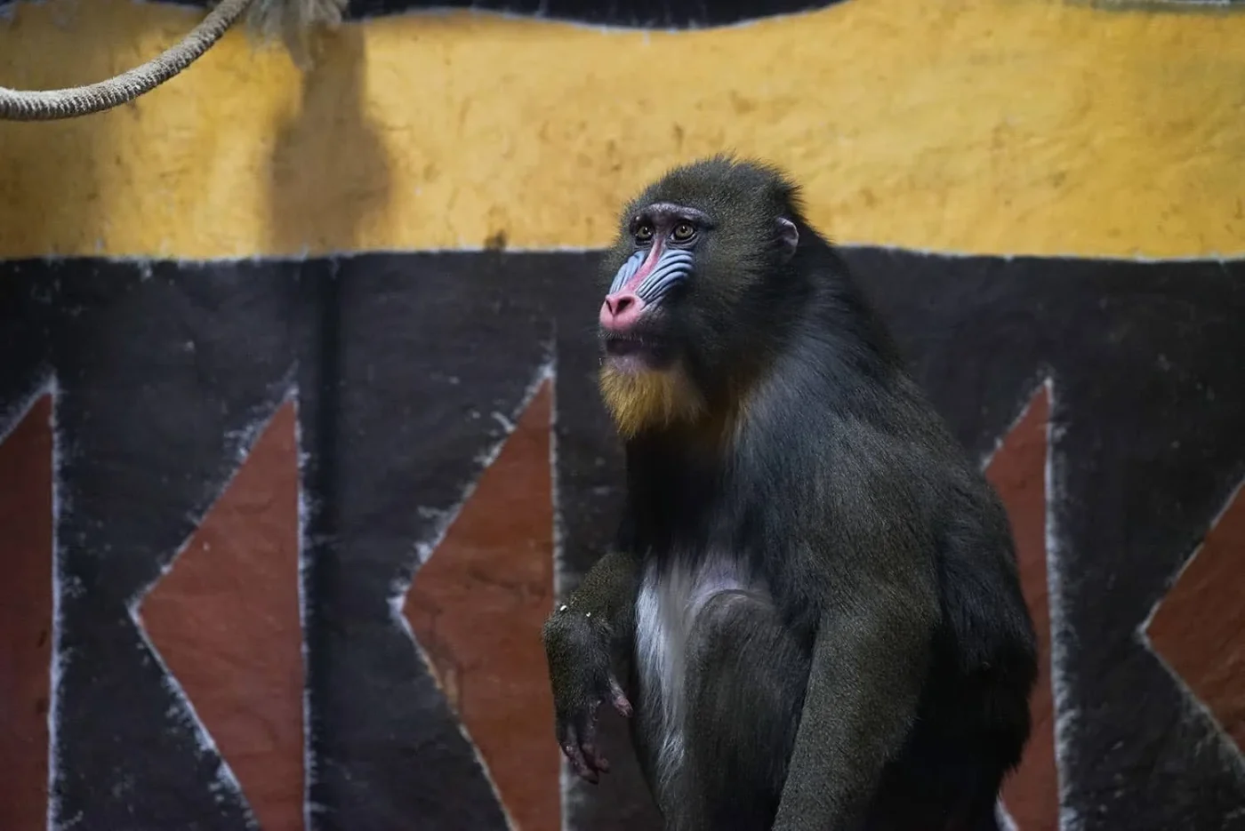 Mandrill-2
