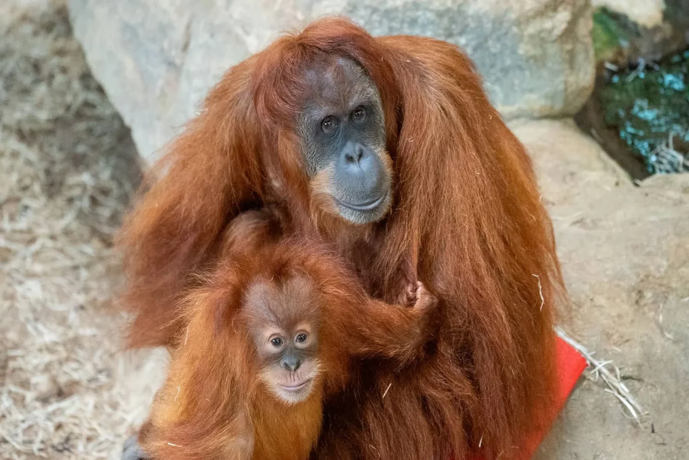Orang outan de Sumatra