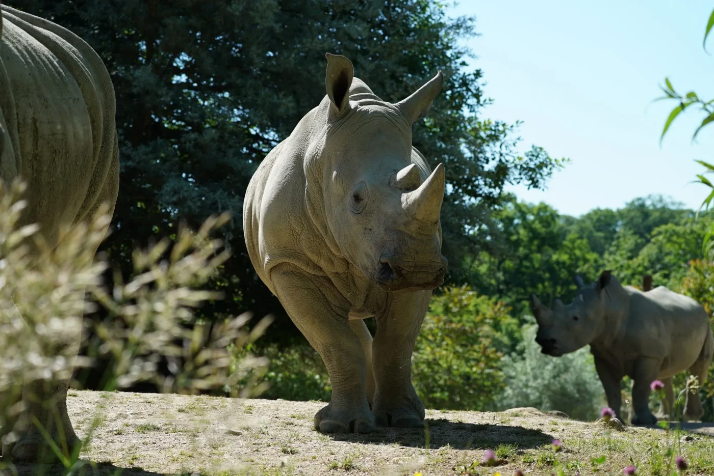 Rhino2