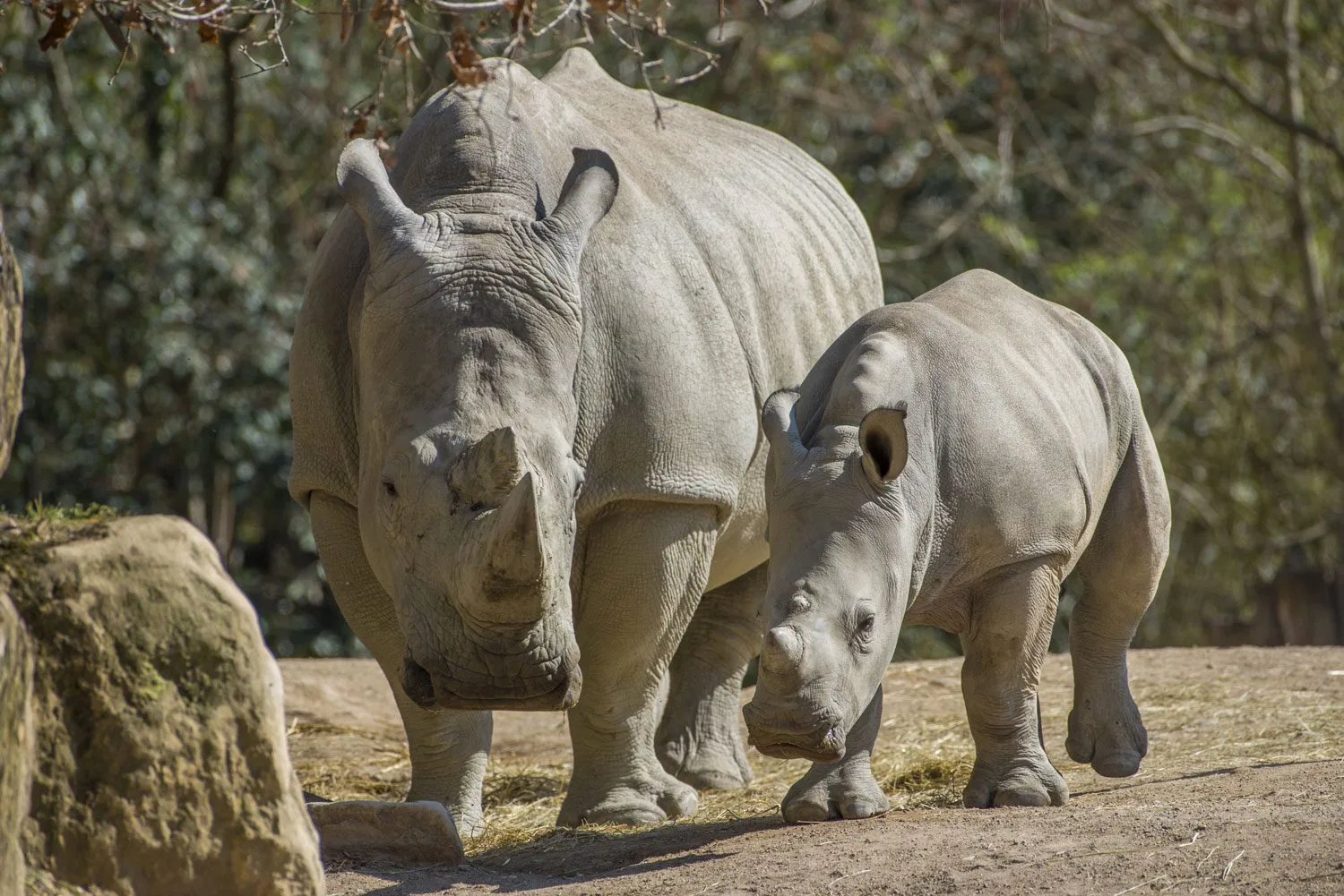 RhinoMosl5