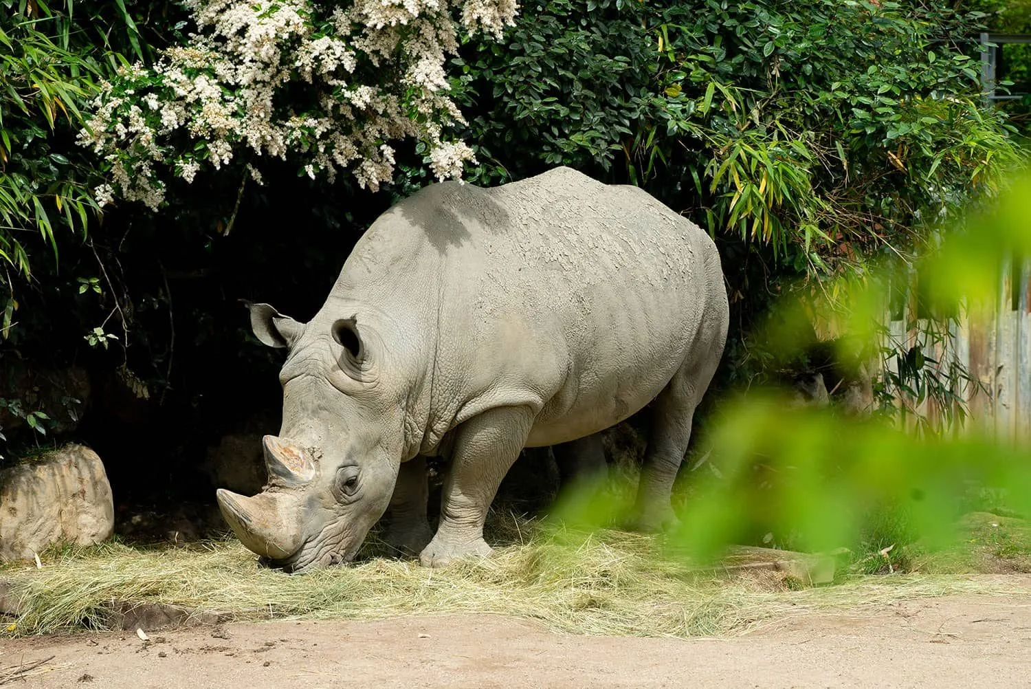 Rhinoceros_3