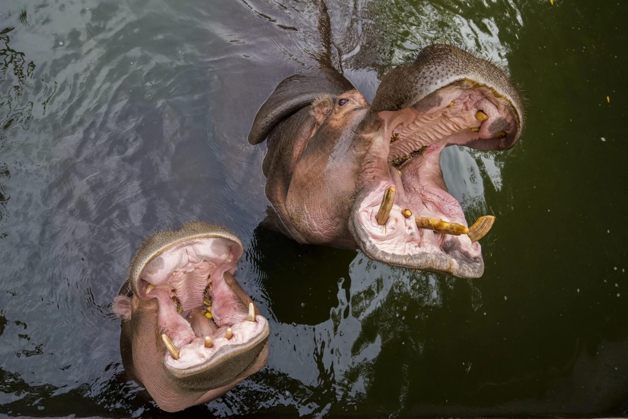 Soigneur-dun-jour-Adolescent-1