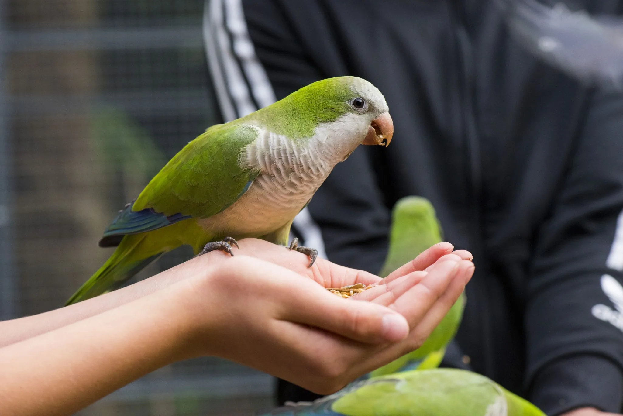 Soigneur-dun-jour-Adolescent-2