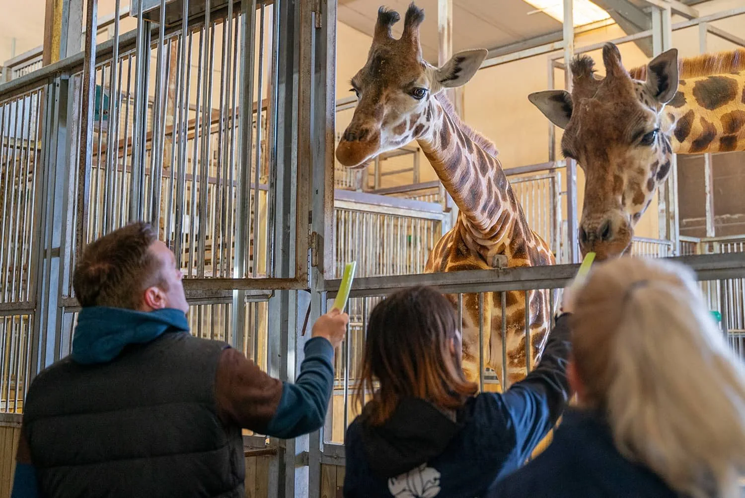 Soigneur-dun-jour-Adulte_12