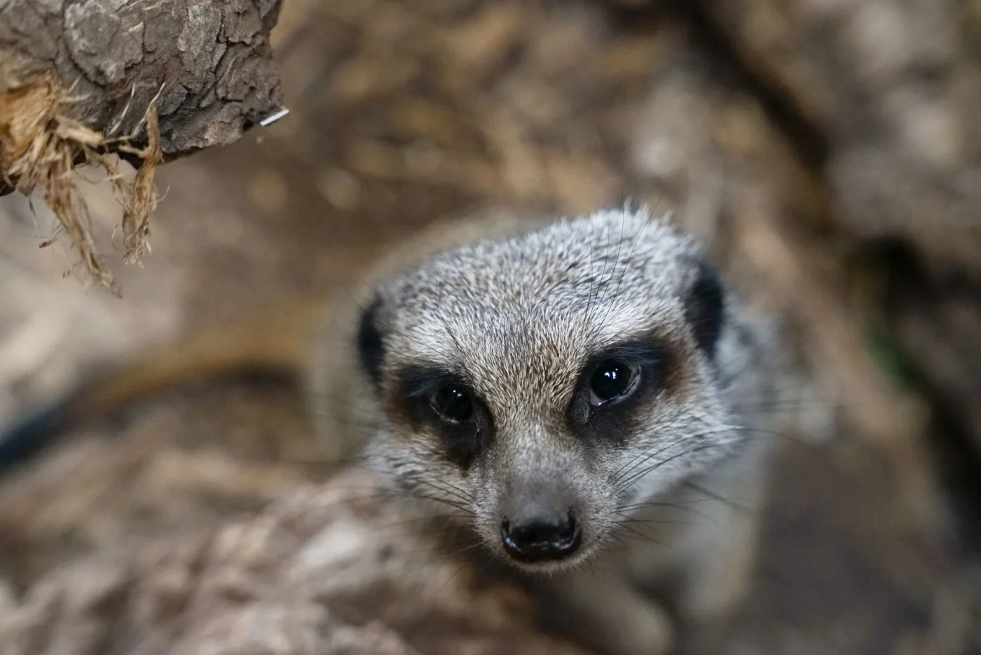 Suricate1
