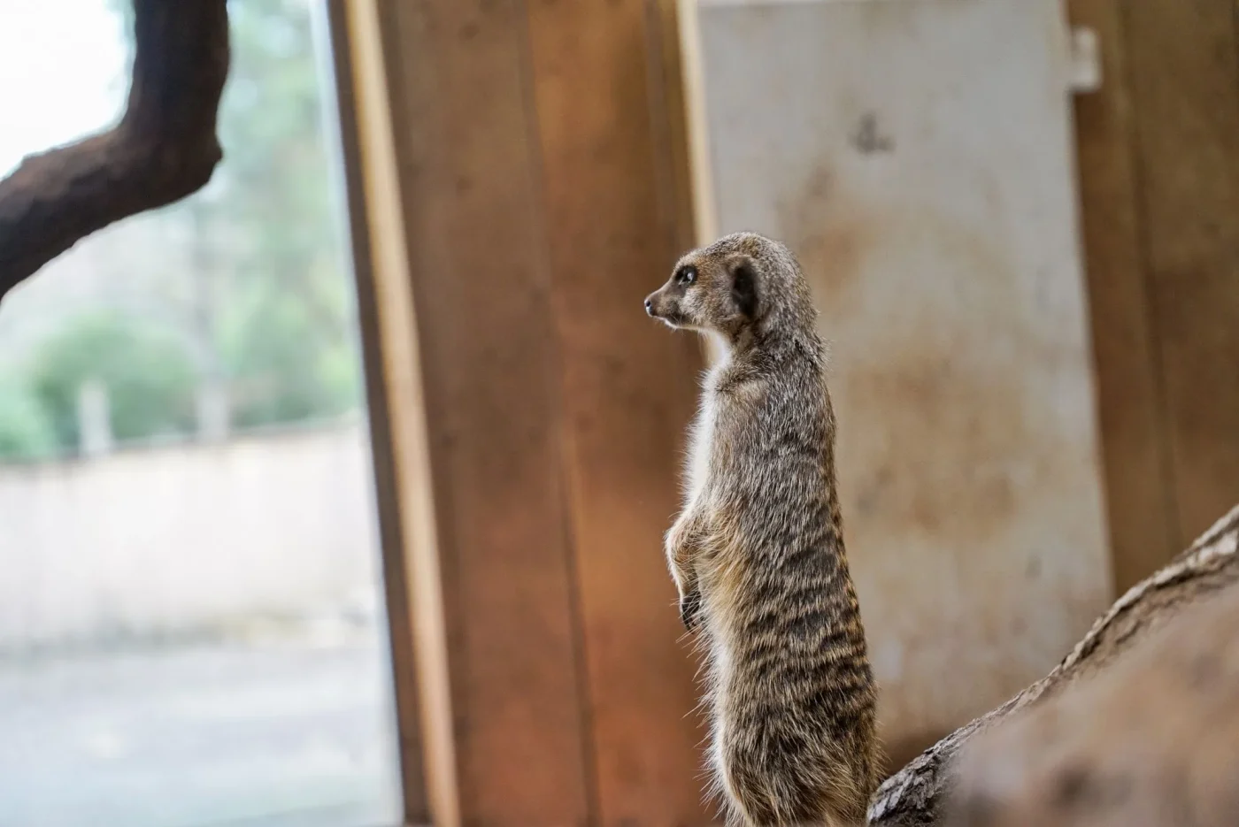 Suricate2