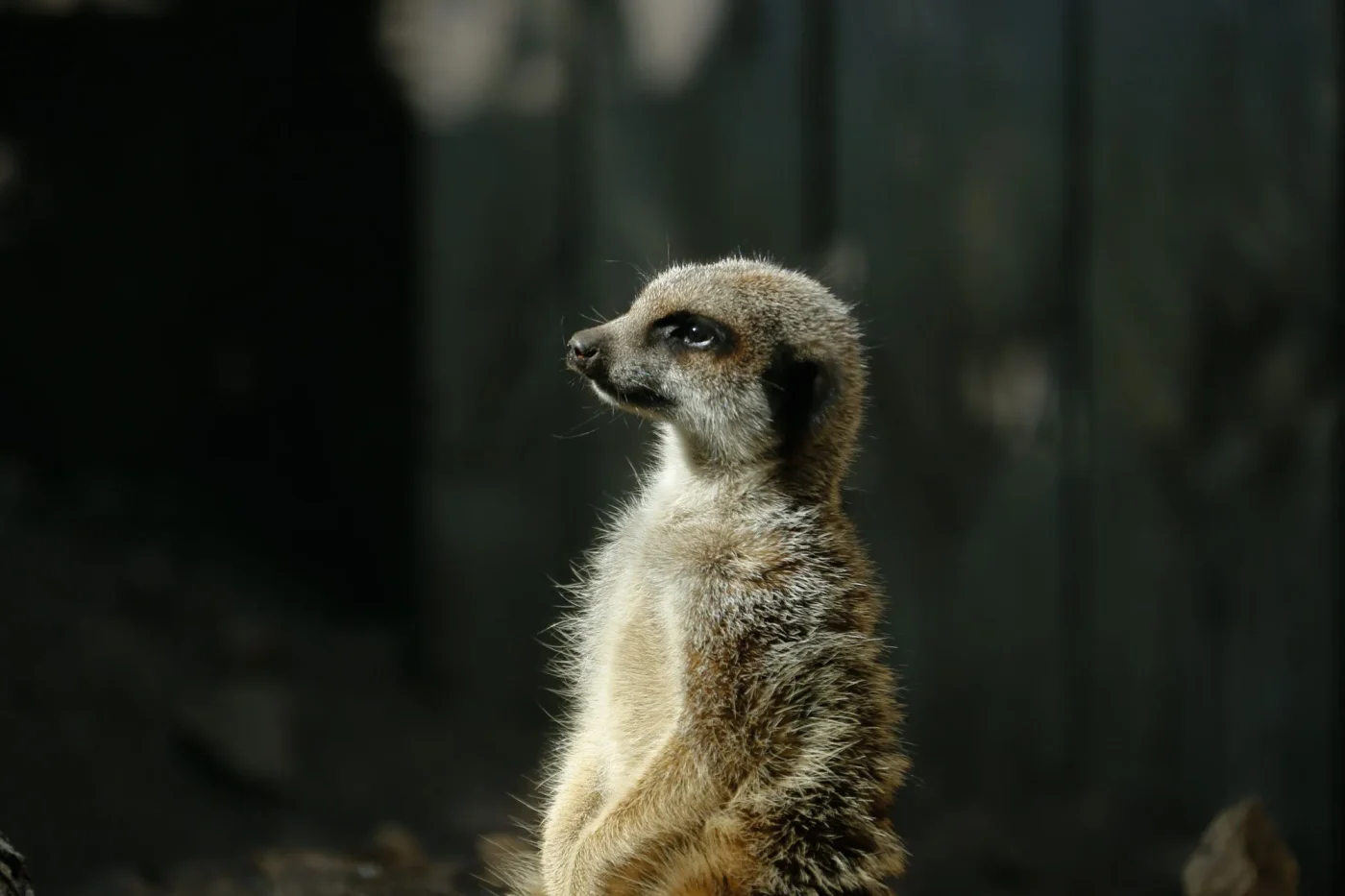 Suricate4