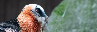 WE_conservation-banner_site-1500x500-oiseaux