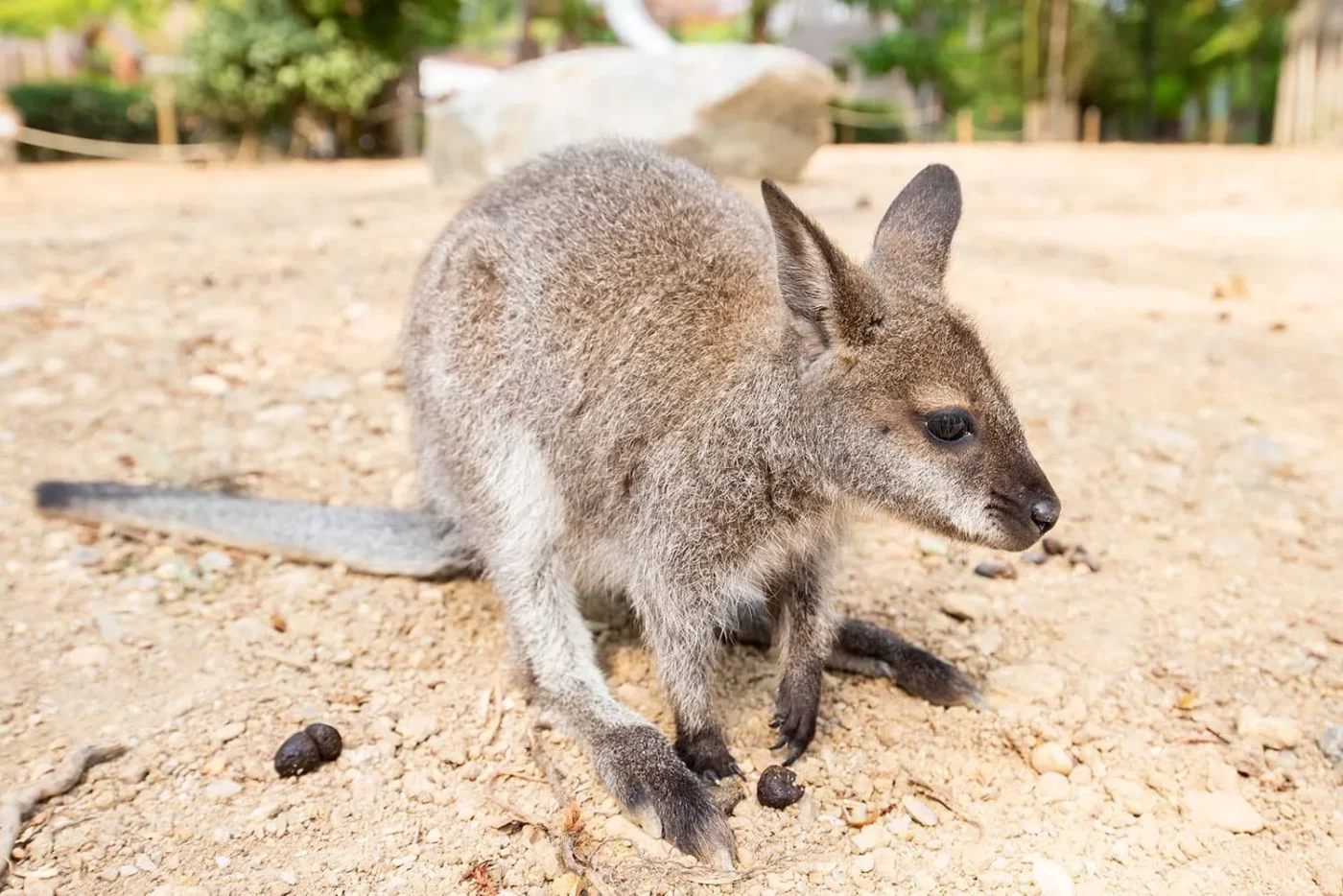 Wallaby_7