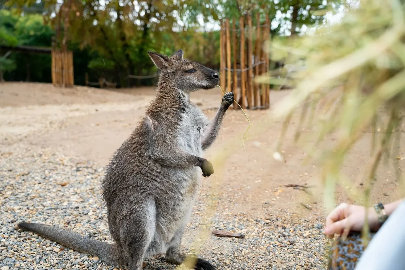 Wallaby_8