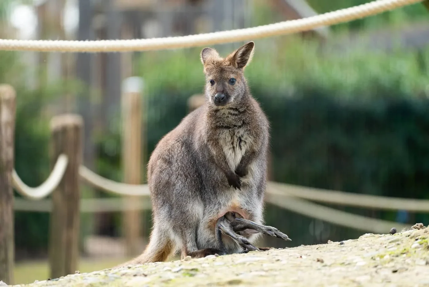 Wallaby_9