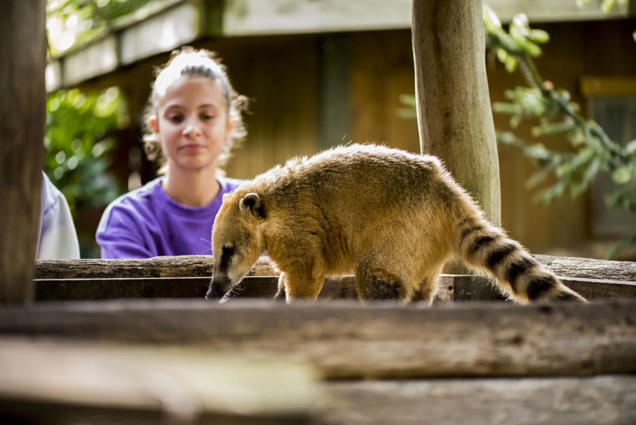 activite-soigneur-un-jour-coati_28.10.22_adrien-fareseDSC_33952